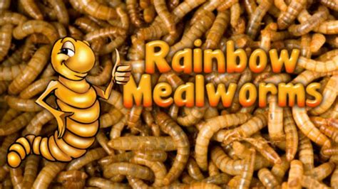Rainbow mealworms - These Giants are thicker than ordinary mealworms. They're perfect for reptiles that want a worm larger than our standard Mealworm, but not as big as our Superworm. Mid-size bearded dragons, leopard geckos, chameleons, wild birds, and chickens love them. Fishermen: trout, bass, crappie, perch, bluegill and other panfish strike at these golden ...